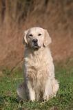 GOLDEN RETRIEVER 1047